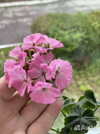 Пеларгония герань