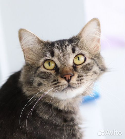 Котики Пушок и Сёма ищут дом