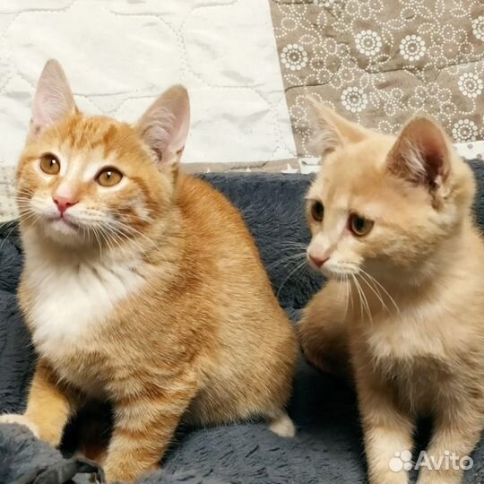 Котята рыжие