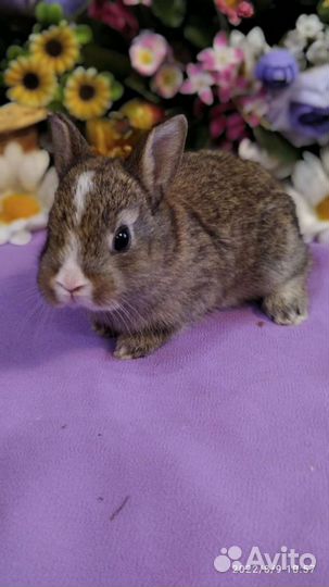 Карликовый кролик. Москва. Выбор