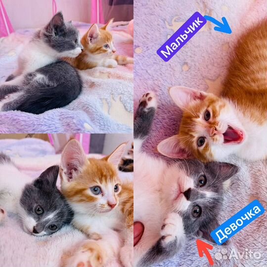 Котята в добрые руки