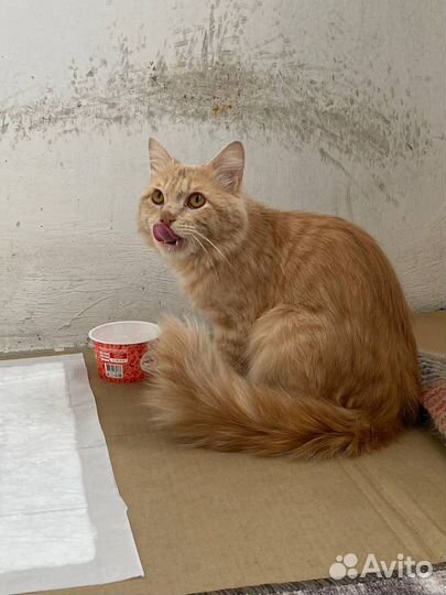 Котик в добрые руки