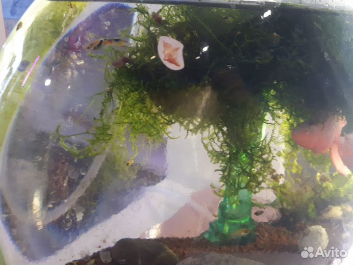 Мох для аквариума Пламя