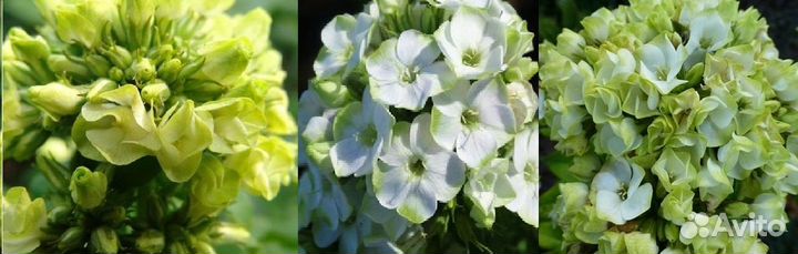 Флоксы.Большой выбор сортов для сада и контейнеров