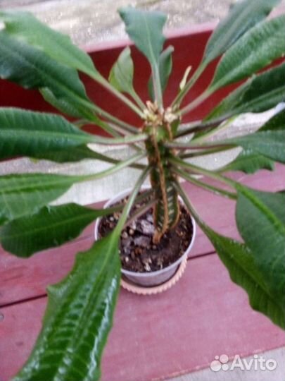 Молочай комнатный