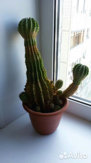 Растения-кактус