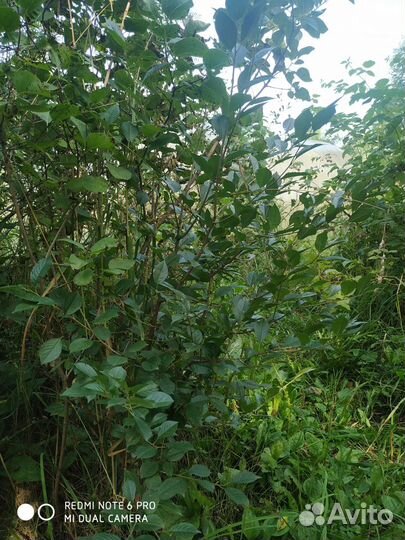 Вишня Владимировская