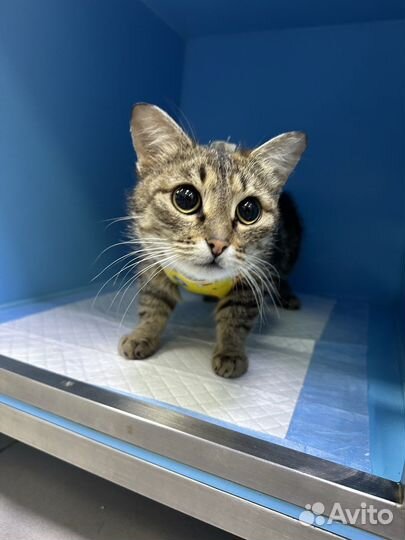 Чудесная кошка ищет дом