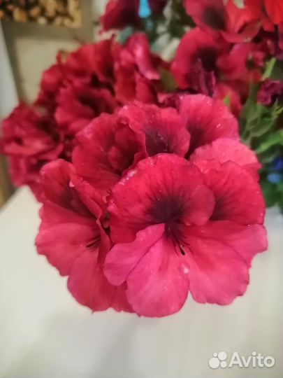 Королевская герань