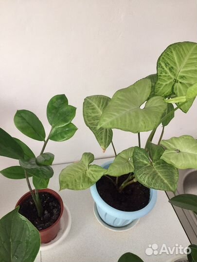 Комнатные растения