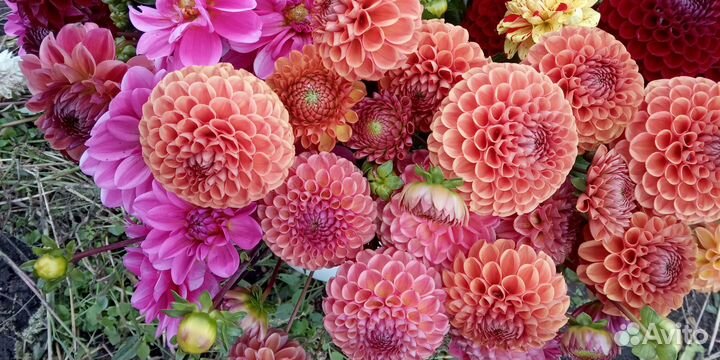 Клубни георгин сортовые шарики