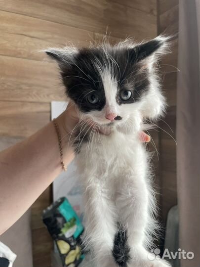 Котята девочки в добрые руки