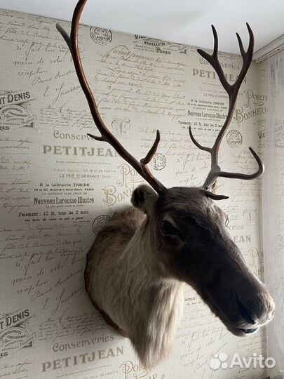 Чучело голова оленя