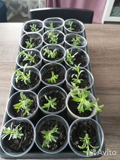 Продам лаванду