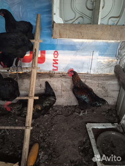 Петухи, птица