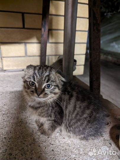 Кошки бесплатно
