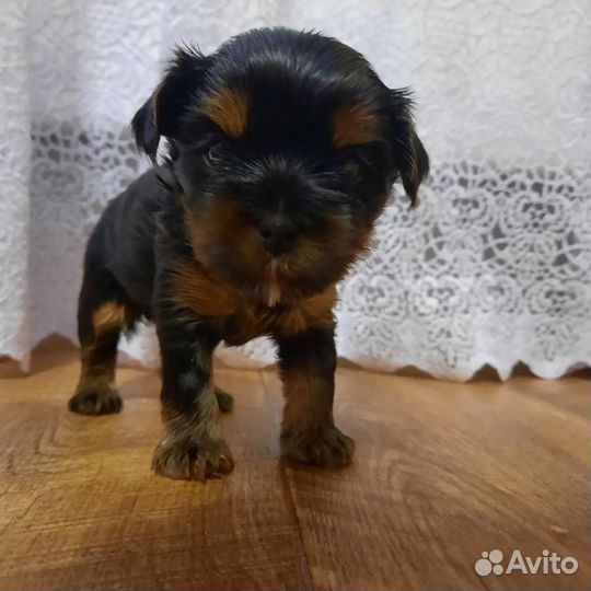 Йоркширский терьер щенки девочки mini