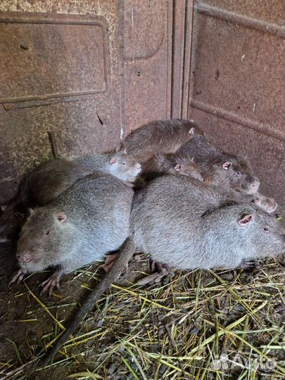 Семья Нутрий