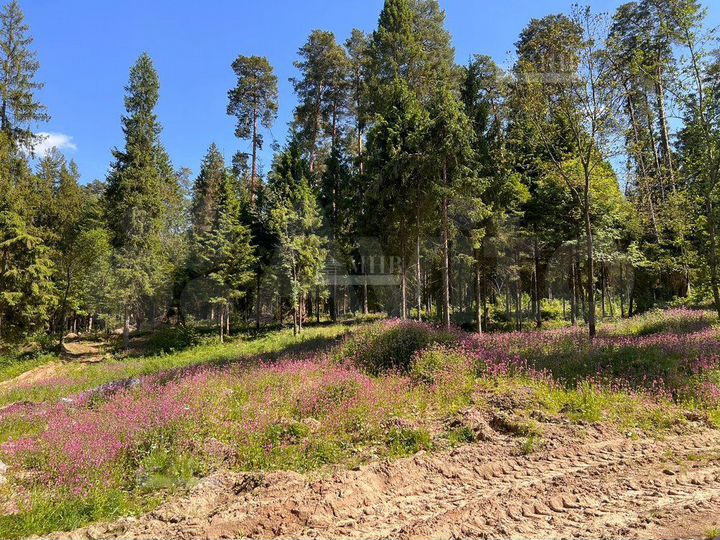 Участок 1,6 га (ИЖС)