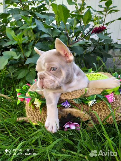 Изабелла Нью Шейд Мерле с подпалом. Мальчик