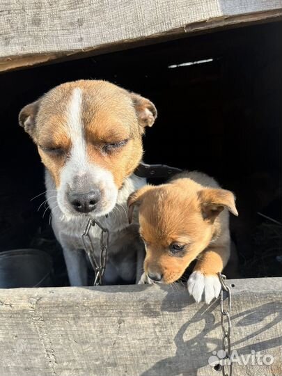 Собака щенок