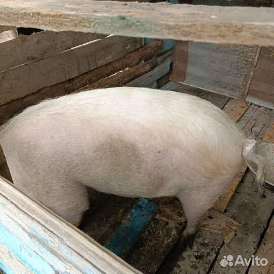 Хряк на племя