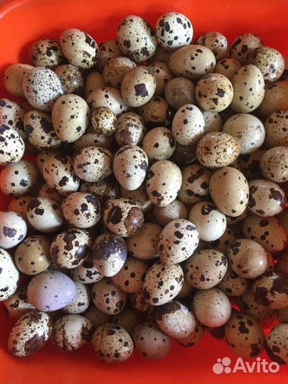 Яйцо перепелиное инкубационное. яйцо белое