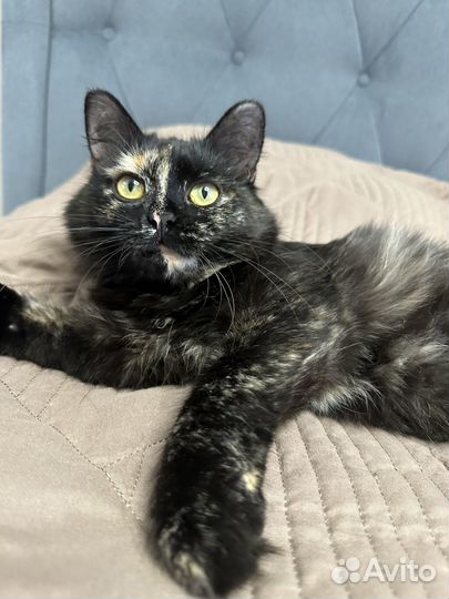 Юная трехшерстная ласковая кошка