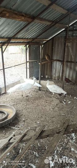 Павлиньи пара 5лет