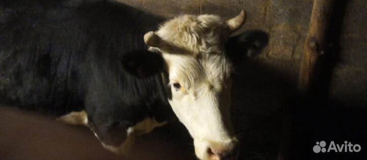 Бык и телка