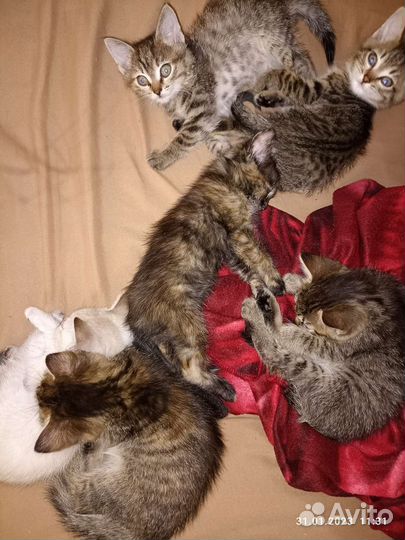 Кошки в добрые руки