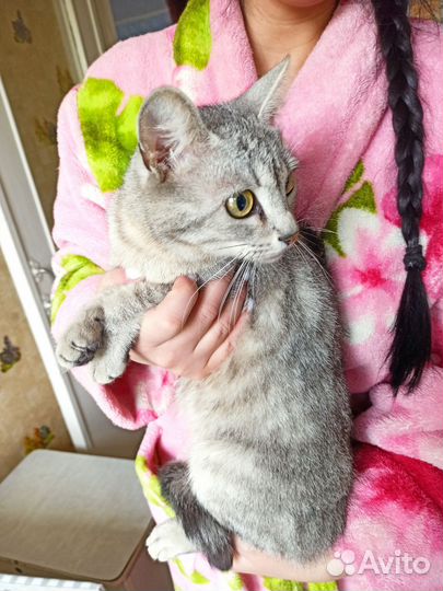 Кошка в дар