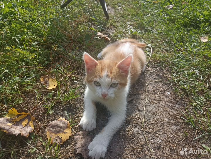 Кошка в дар бесплатно