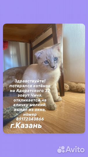 Котенок