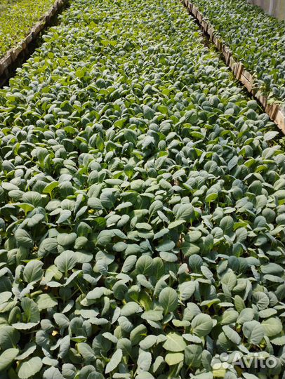 Рассада капусты