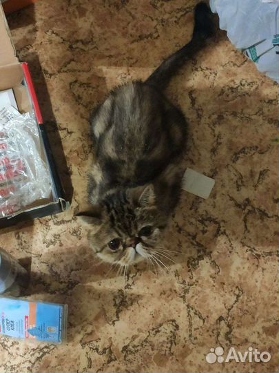 Персидская кошка