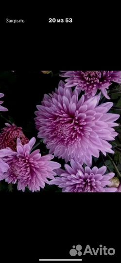 Кустовые хризантемы (зимующие корейки)