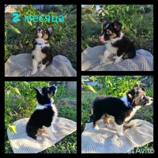 Щенки аусси