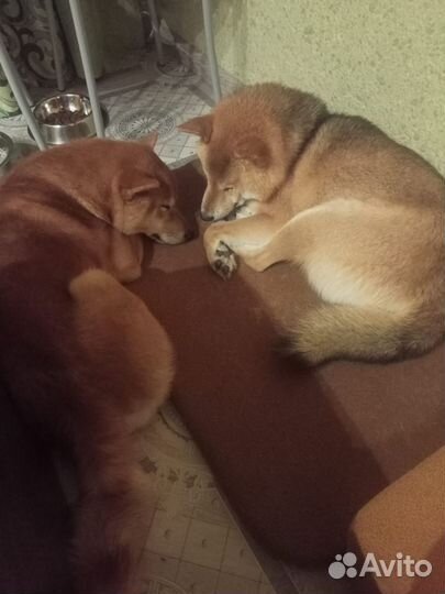 Щенки сиба ину