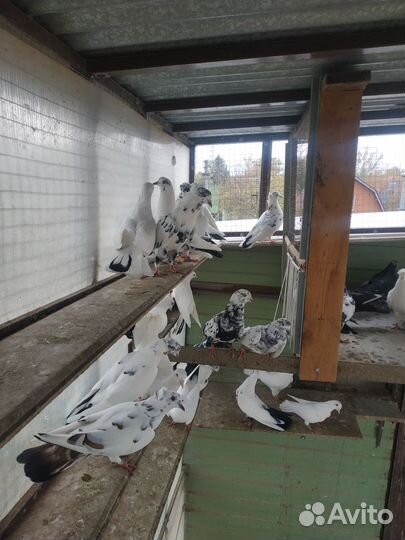 Продажа голубей