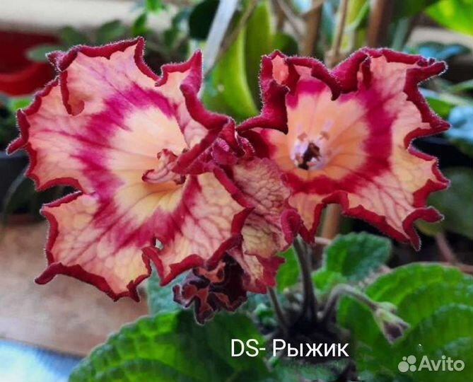 Стрептокарпусы