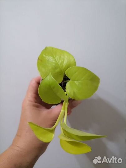 Сциндапсус neon