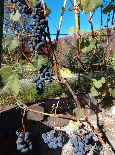 Саженцы и черенки винограда