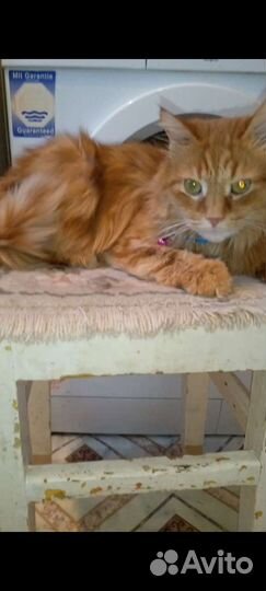 Рыжий кастрированный кот
