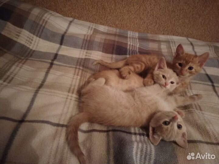 Отдам котят