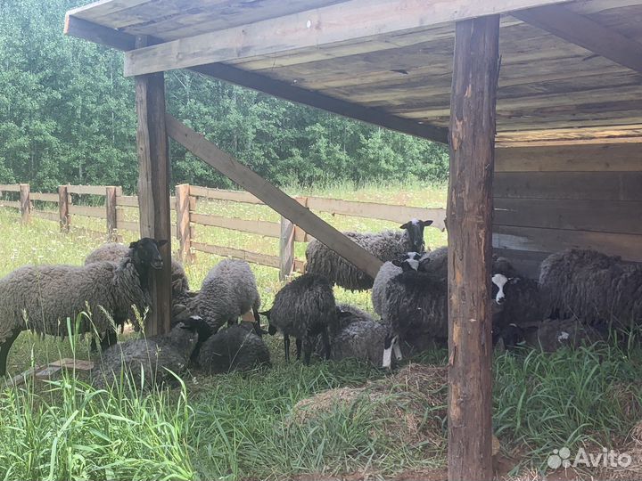 Бараны овцы романовские на племя и на мясо