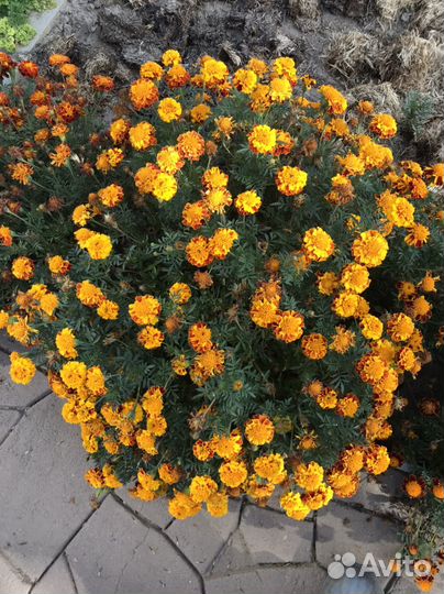 Лепестки бакхатцев