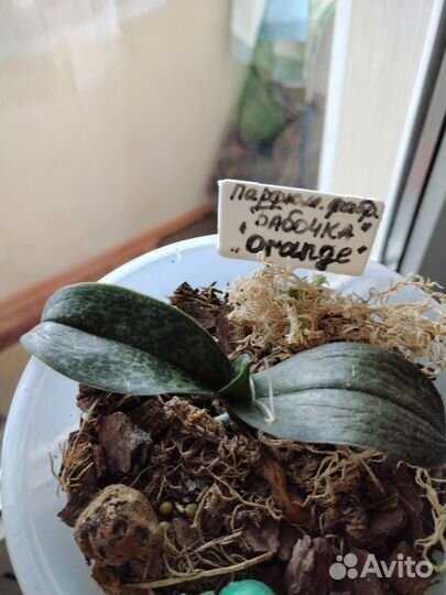 Орхидеи : парфюмерная фабрика, Сезам, торино