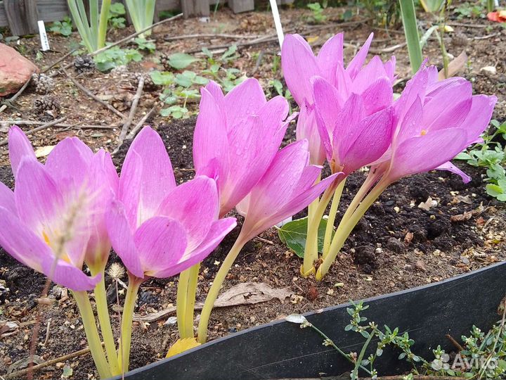 Каменная роза, безвременник