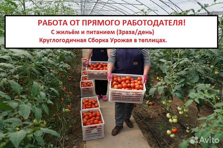 Овощевод вахта (сбор томатов)